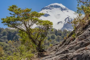 Refugio_Volcán_Calbuco_Los_16_De_Chile_DeporteLibre_diciembre_20238