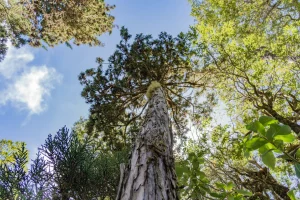 Refugio_Volcán_Calbuco_Los_16_De_Chile_DeporteLibre_diciembre_2023_10