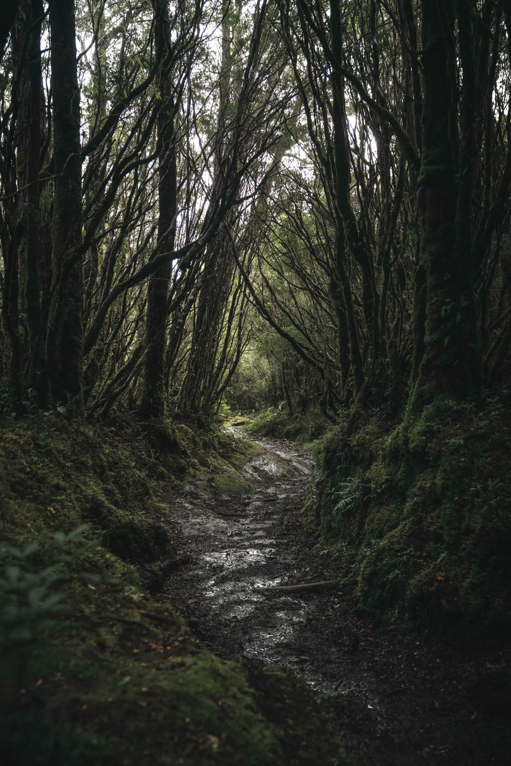 Fotografía tomada en el día de un camino rodeado de árboles verdes cerca del volcán en Chile Ojos del Salado.